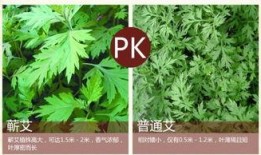 蕲春艾草最新爆料,揭秘千年艾草的神奇功效与传承之谜